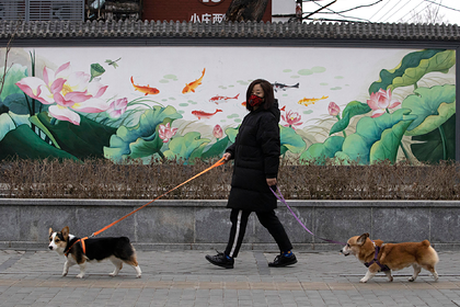 Еще один китайский город запретил есть кошек и собак: Общество