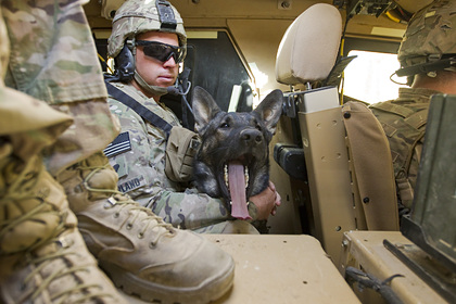 Пентагон опроверг сообщения об оставленных в Афганистане служебных собаках: Политика