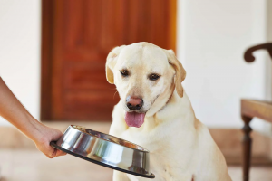 Консервы (влажный корм) для собак: преимущества питания