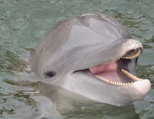 В Крыму наказали директора дельфинария, который выпустил животных в открытое море