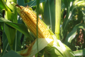 Как повысить урожайность кукурузы