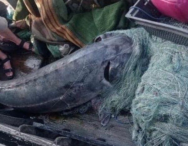 Риболовля на 51 тисячу: на Одещині браконьєри вбили червонокнижну рибу вагою 125 кг (відео)