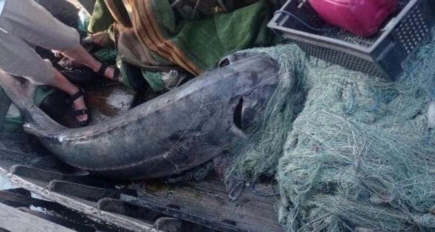 Риболовля на 51 тисячу: на Одещині браконьєри вбили червонокнижну рибу вагою 125 кг (відео)