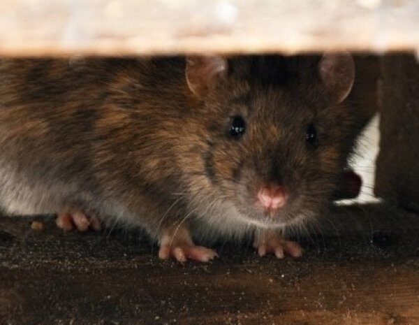Із «миші» виріс до гігантських розмірів: боєць ЗСУ відгодував щура-рекордсмена (фото, відео)