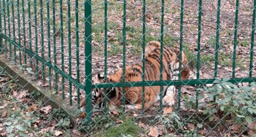 «Нічого не їсть»: стало відомо про стан тигриці, яка постраждала від ракетного удару (відео)