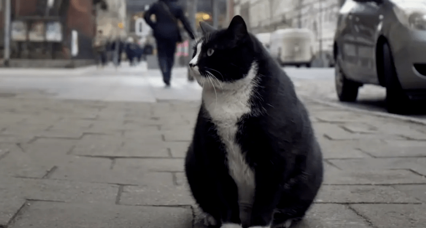 Зірка польського Щецина: вуличний кіт Гацек знайшов новий дім (відео)