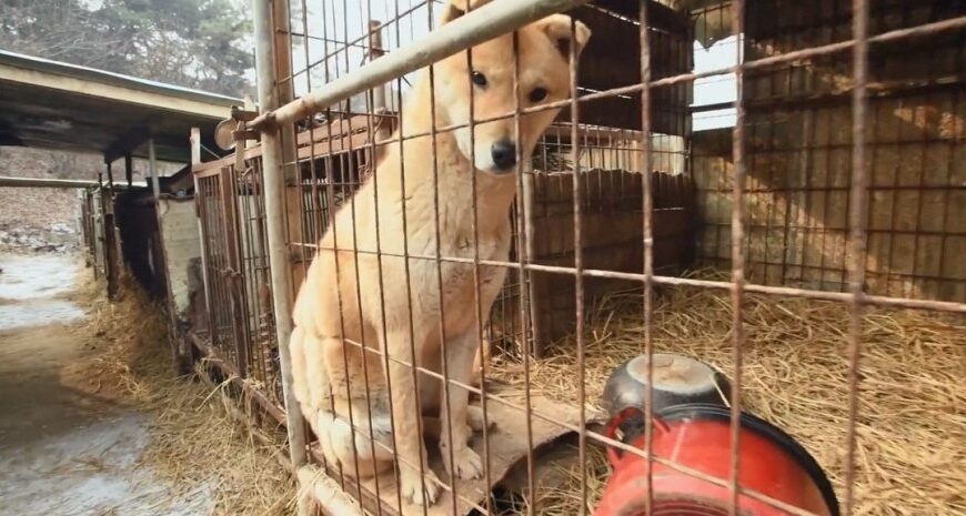 У Південній Кореї повністю заборонили їсти собак