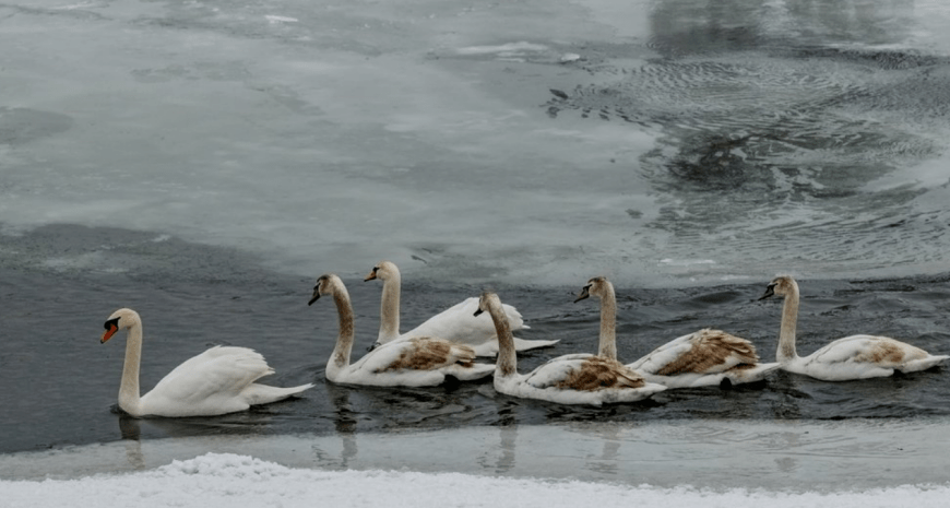 У парку Прибережний у Києві врятували 40 лебедів – відео
