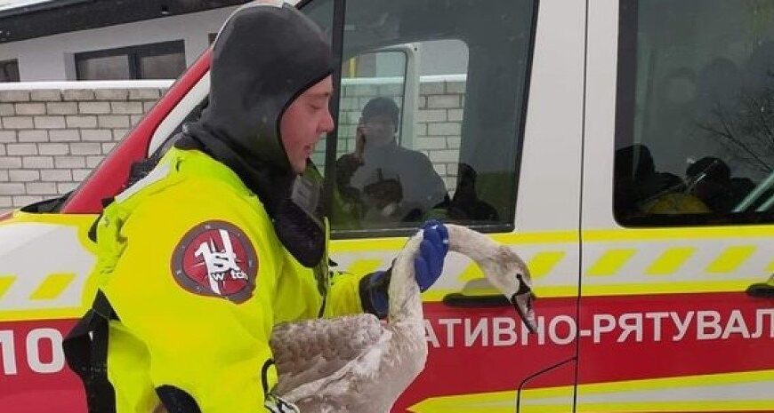 У Чернігові врятували лебедя, який замезав у кризі — птах міг загинути