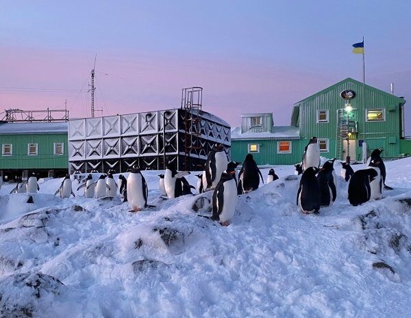 Українські полярники показали пінгвінів, які оселилися біля станції «Вернадський»