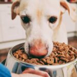 Как выбрать недорогой корм для собак: Pro Plan, Royal Canin и Club 4 Paws