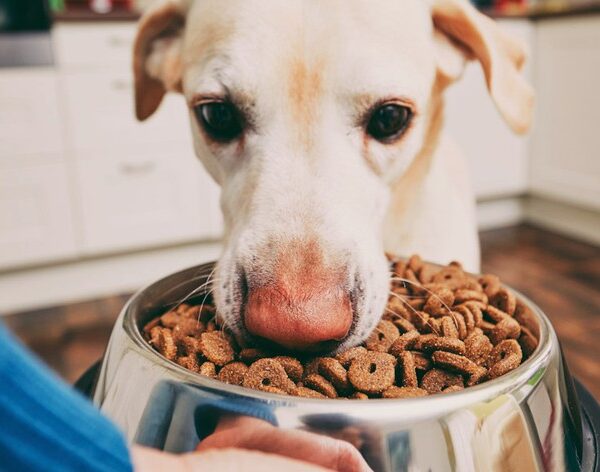 Как выбрать недорогой корм для собак: Pro Plan, Royal Canin и Club 4 Paws