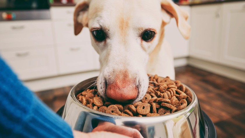 Как выбрать недорогой корм для собак: Pro Plan, Royal Canin и Club 4 Paws