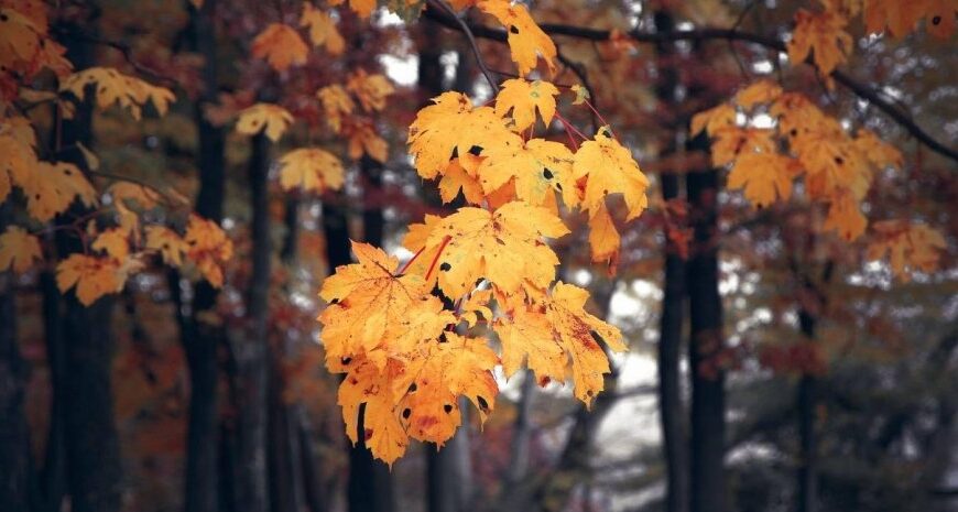 Погода в Україні – коли будуть заморозки