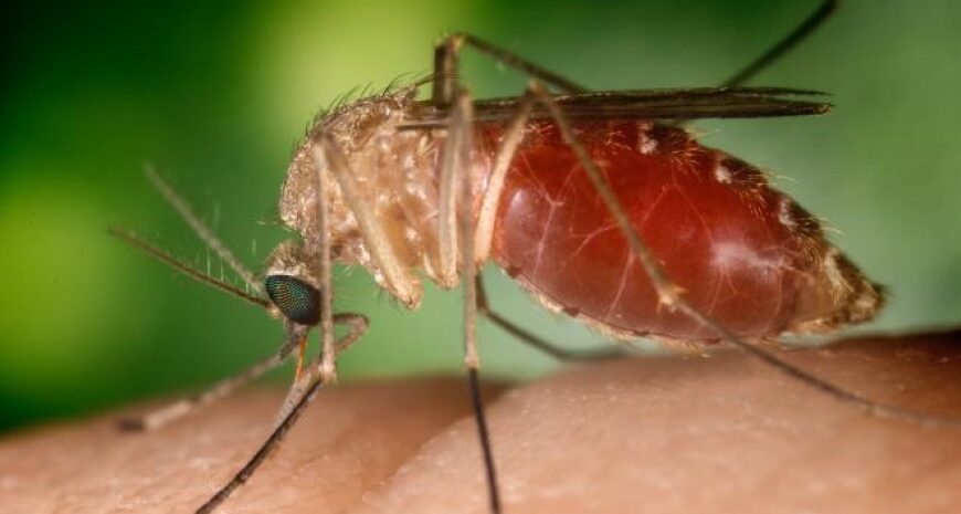 Смертність близько 10%: Україною шириться лихоманка Західного Нілу