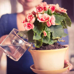 Вологість і полив бегоній головні правила догляду