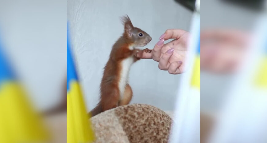Врятований з-під завалів білка Марс став талісманом рятувальників Сумщини: деталі (фото, відео)