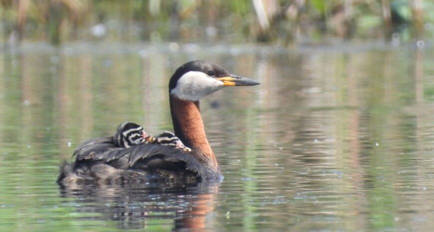 На Прикарпатті виявили унікальну колонію рідкісних птахів – фото