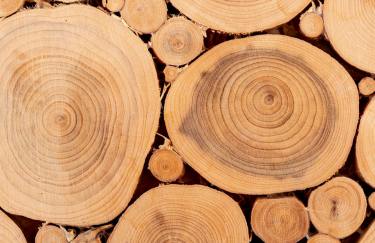 Збільшення пропозиції: “Ліси України” пропонують до продажу понад 1,5 млн кубометрів деревини.