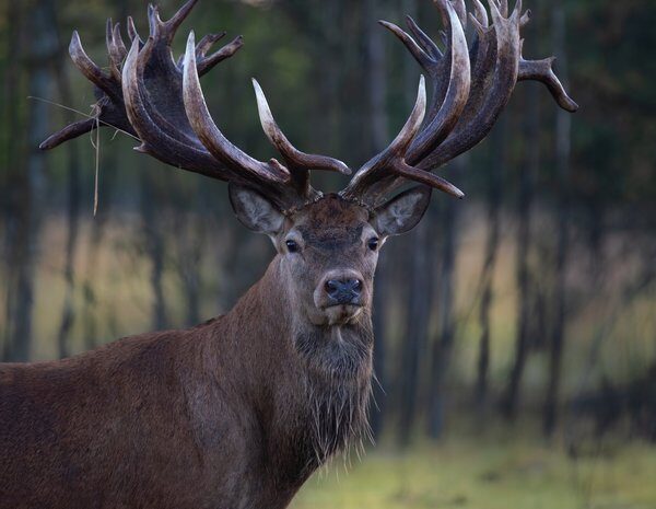 В Україні вбили рідкісного оленя: власник вважає, що це було&hellip;