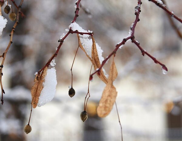 Завтрашній прогноз погоди від Діденка на 6 лютого