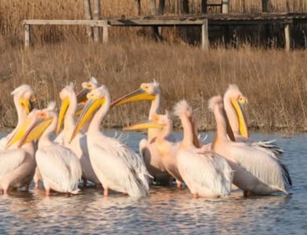 На Каховському водосховищі виявили гурт пеліканів: вони повернулися, незважаючи на…