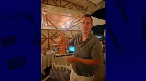 Французький захисник тварин придбав омара за 300 євро в ресторані, аби повернути його до морського середовища.