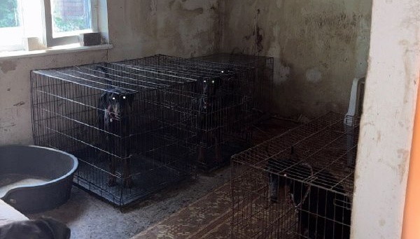 У столиці розпочато розслідування стосовно невідповідного догляду за доберманами на території розплідника.