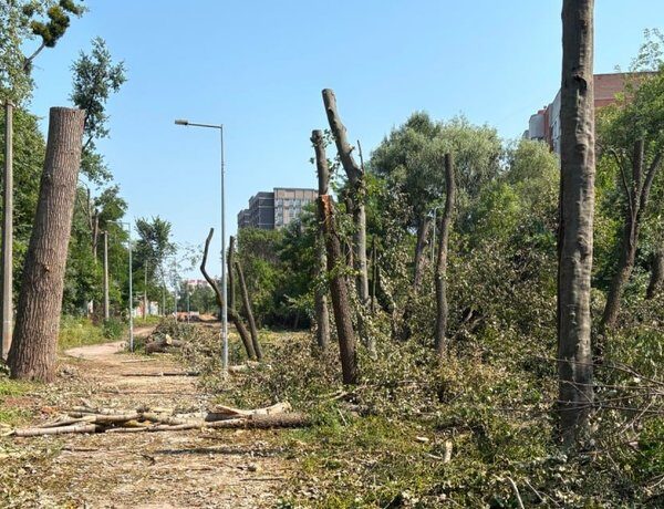 КМДА врятує 160 дерев на Теремках від вирубки